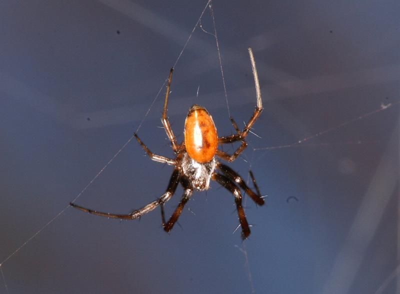 Nephila_ZZ310_D3508_Z_90_Karinji NP_Australie.jpg